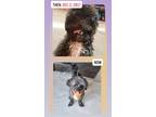 Adopt Simon a Black - with White Shih Poo / Mixed dog in Columbia, SC (41438737)