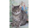 Adopt Daffy a Gray or Blue Tabby / Mixed (short coat) cat in Carmel