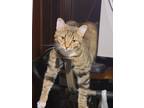 Adopt Sundae a Tan or Fawn American Shorthair / Mixed (short coat) cat in