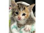 Adopt Becky Lynch a Brown or Chocolate Domestic Shorthair / Domestic Shorthair /