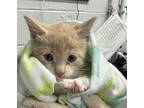Adopt Berto a Tan or Fawn Domestic Shorthair / Domestic Shorthair / Mixed cat in