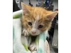 Adopt Big E a Orange or Red Domestic Shorthair / Domestic Shorthair / Mixed cat