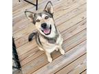 Adopt Timber (Female) a Tan/Yellow/Fawn Husky / Mixed dog in Hopkinton