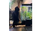 Adopt Shadow a All Black American Shorthair / Mixed (short coat) cat in Royal
