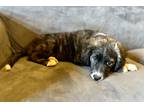 Adopt Marge Simpson a Brindle Border Collie / Cocker Spaniel / Mixed dog in