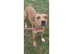 Adopt Luna a Tan/Yellow/Fawn Mixed Breed (Large) / Mixed dog in Reidsville