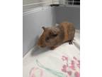 Adopt Screech a Tan or Beige Guinea Pig / Guinea Pig / Mixed small animal in