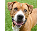Adopt Liam a Brown/Chocolate Mixed Breed (Large) / Mixed dog in Atlanta