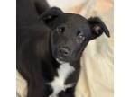 Adopt Hanna a Black Labrador Retriever / Mixed Breed (Medium) / Mixed (short