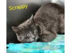 Adopt Scrappy a Domestic Shorthair / Mixed (short coat) cat in Cambridge
