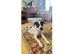 Adopt Oakley a White - with Black German Shorthaired Pointer / Brittany / Mixed