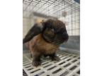 Adopt Bourbun a Cinnamon / Mixed (short coat) rabbit in Pflugerville