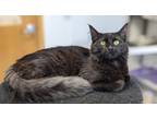 Adopt Ruby a Domestic Longhair / Mixed (short coat) cat in Prairie du Chien