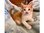 Adopt Happy Meal a Domestic Shorthair / Mixed (short coat) cat in Newaygo