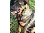 Adopt DH Tom Collins a German Shepherd Dog / Mixed dog in Wharton, TX (41104689)