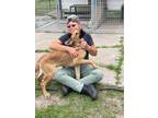 Adopt ECAC1 Mac a Labrador Retriever / Mixed dog in Wharton, TX (39173650)