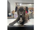 Adopt Jelly Bean a Labrador Retriever / Mixed dog in Arkadelphia, AR (41438576)