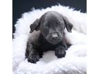 Adopt Comet a Black Labrador Retriever / Mixed dog in Bedford, IN (41438559)