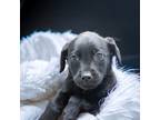 Adopt Nelly a Black Labrador Retriever / Mixed dog in Bedford, IN (41438557)