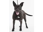 Adopt Quinn a Black American Staffordshire Terrier / Boxer dog in Richardson