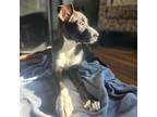 Adopt Wilma a Black - with White Labrador Retriever / Mixed dog in Glen Mills