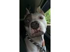 Adopt Apollo a White - with Gray or Silver American Pit Bull Terrier / Mixed dog