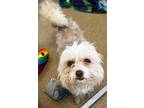 Adopt Bambino a Shih Tzu / Mixed Breed (Medium) / Mixed dog in Tiffin