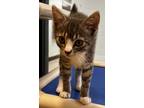Adopt Sammie a Domestic Shorthair / Mixed (short coat) cat in Tiffin