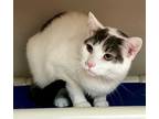 Adopt Sparkles a Domestic Shorthair / Mixed (short coat) cat in Tiffin