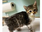 Adopt Merlot a Domestic Shorthair / Mixed (short coat) cat in Tiffin