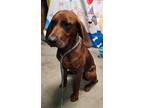Adopt Gidget a Redbone Coonhound / Mixed dog in Rockport, TX (41438507)