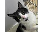 Adopt Dash a Domestic Shorthair / Mixed (short coat) cat in Lagrange
