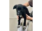 Adopt Valerie a American Eskimo Dog / Border Collie / Mixed dog in Greeneville
