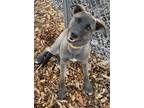 Adopt Crystal a Labrador Retriever / Shepherd (Unknown Type) / Mixed dog in