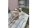 Adopt Bubba Dean a Tan/Yellow/Fawn - with White Black Mouth Cur / Mixed dog in