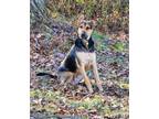 Adopt Sparky a Black - with Tan, Yellow or Fawn German Shepherd Dog / Great Dane