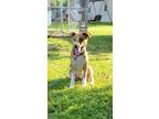 Adopt CG Daisy a Shepherd (Unknown Type) / Mixed dog in Wharton, TX (41001698)