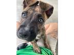 Adopt Willow a Mixed Breed (Medium) / Mixed dog in Ocala, FL (41398525)
