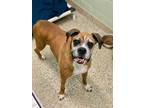 Adopt Viviane a Tan/Yellow/Fawn Boxer / Mixed dog in Austin, TX (41429501)
