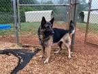 Adopt Essa a German Shepherd Dog / Mixed dog in Forsyth, GA (41429488)