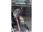 Adopt Meena (Drea pup 1) a Cattle Dog / Shepherd (Unknown Type) / Mixed dog in