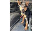 Adopt Misha (Drea pup 2) a Cattle Dog / Mixed dog in Forsyth, GA (41429485)