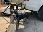 Adopt Drea a Cattle Dog / Mixed dog in Forsyth, GA (41429484)