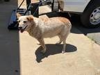Adopt Sydney a Australian Shepherd / Mixed dog in Forsyth, GA (41390599)