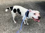 Adopt Inu (Katrina) a American Pit Bull Terrier / Mixed dog in Forsyth