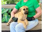 Adopt Jovi a Shepherd (Unknown Type) / Mixed dog in Forsyth, GA (41385306)
