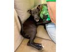 Adopt Thora a Labrador Retriever / Mixed dog in Forsyth, GA (41385304)