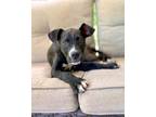 Adopt Lora a Labrador Retriever / Mixed dog in Forsyth, GA (41385303)