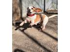Adopt Windy a White - with Brown or Chocolate Beagle / Mixed Breed (Medium) dog