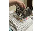 Adopt Blu a Brown or Chocolate (Mostly) American Shorthair (short coat) cat in